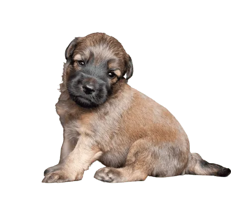 Irish Soft Coated Wheaten Terrier