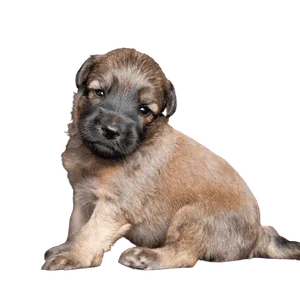 Irish Soft Coated Wheaten Terrier