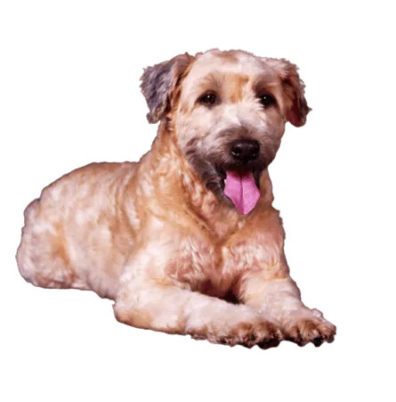 Irish Soft Coated Wheaten Terrier
