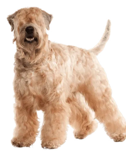 Irish Soft Coated Wheaten Terrier