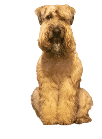 Irish Soft Coated Wheaten Terrier