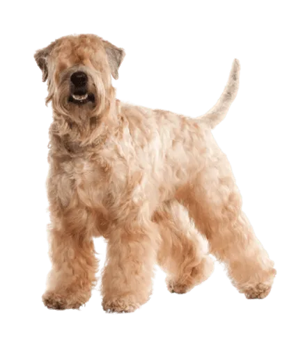 Irish Soft Coated Wheaten Terrier