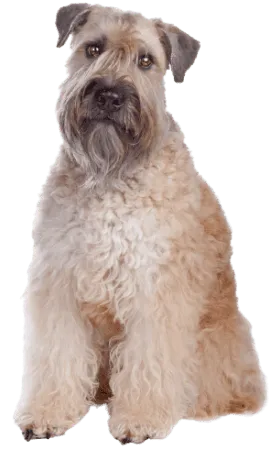 Irish Soft Coated Wheaten Terrier