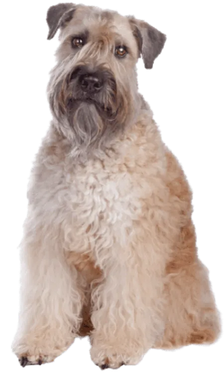 Irish Soft Coated Wheaten Terrier