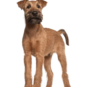 Irish Terrier (6)