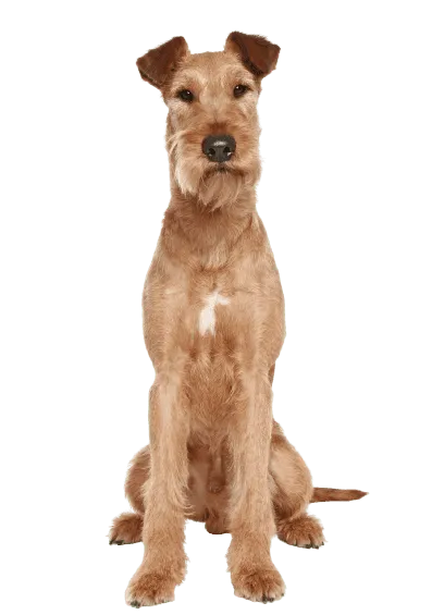 Irish Terrier (4)