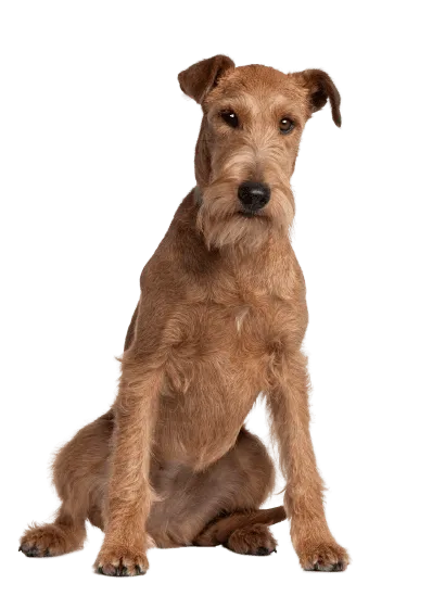 Irish Terrier (2)