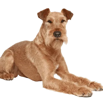 Irish Terrier (5)