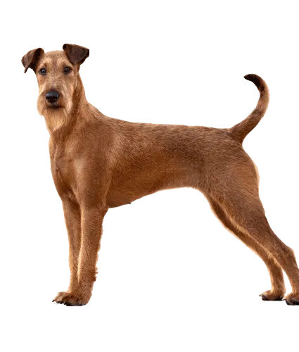 Irish Terrier (1)
