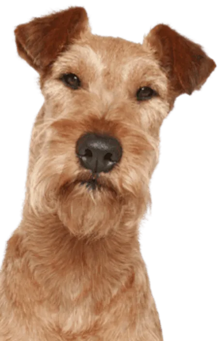 Irish Terrier (3)