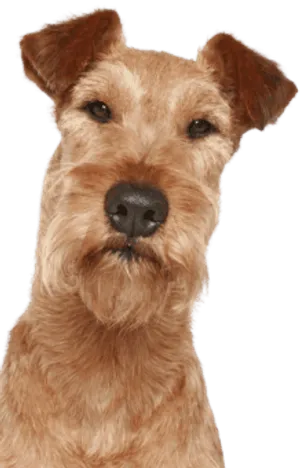 Irish Terrier (3)