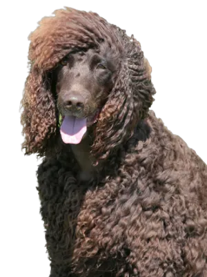 Irish Water Spaniel