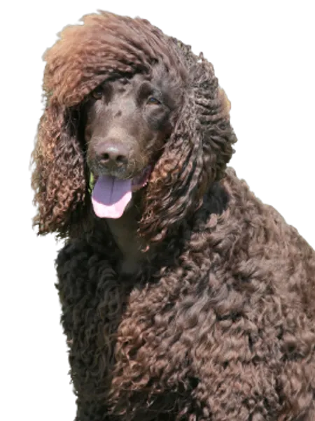 Irish Water Spaniel