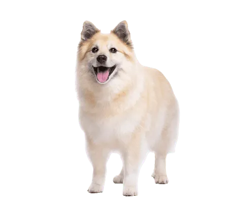 Islandhund