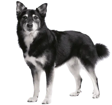 Islandhund Bild 4