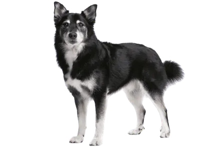Islandhund Bild 4