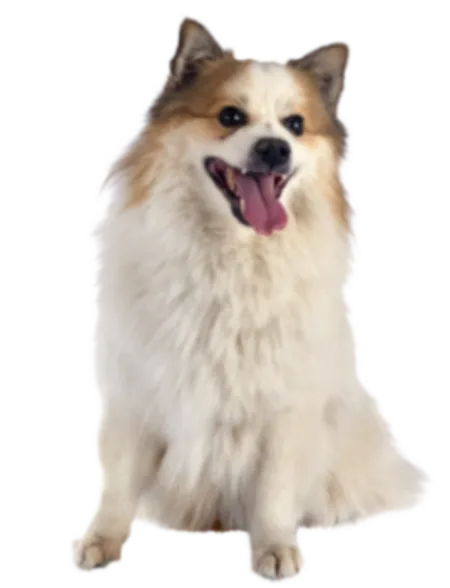 Islandhund