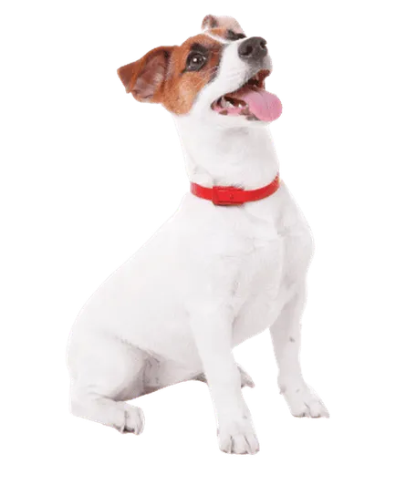 Jack Russell Terrier Bild 3