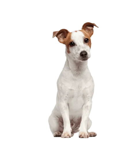 Jack Russell Terrier - Gesundheit