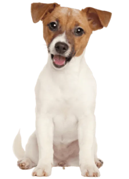 Jack Russell Terrier