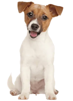 Jack Russell Terrier