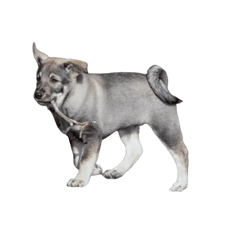 Jämthund