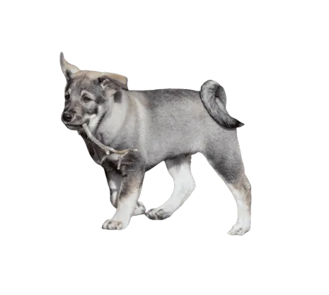 Jämthund