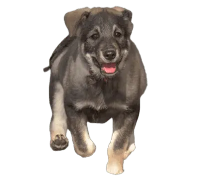 Jämthund