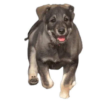 Jämthund