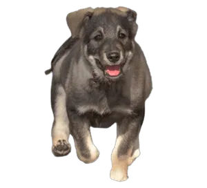 Jämthund