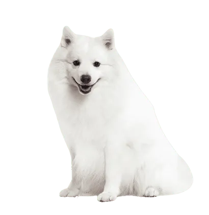 Japan-Spitz (2)