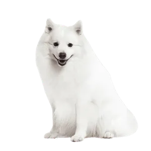 Japan-Spitz (2)