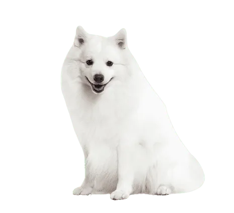 Japan-Spitz (2)