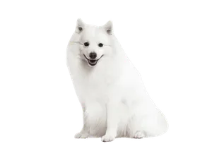 Japan-Spitz (2)