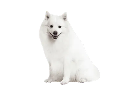 Japan-Spitz (2)