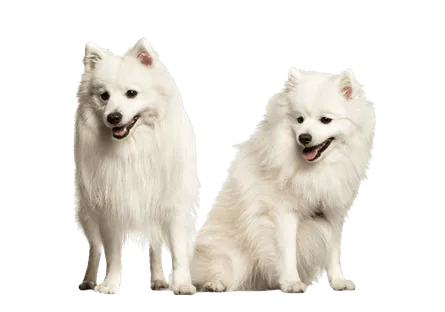 Japan-Spitz (3)