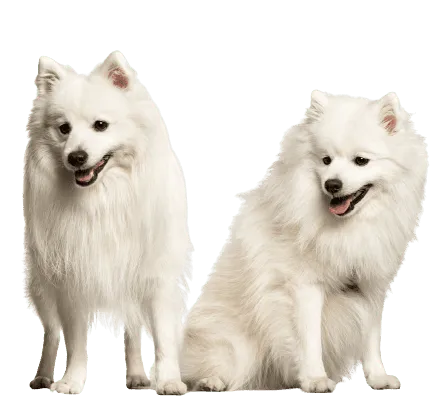 Japan-Spitz (3)