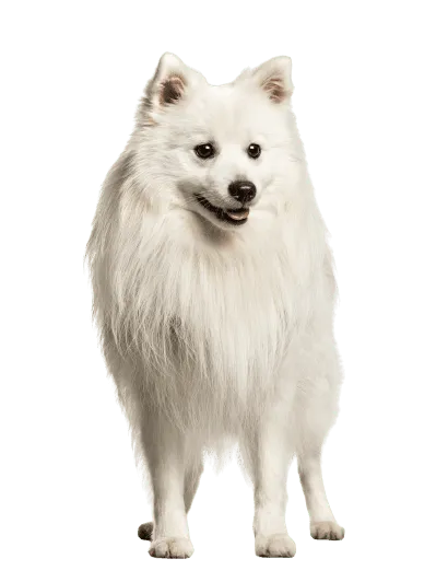 Japan-Spitz (4)