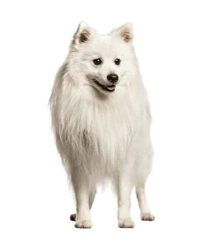 Japan-Spitz (4)