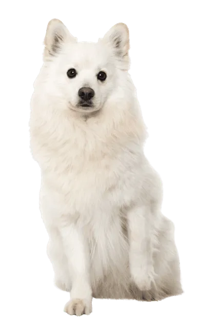 Japan-Spitz (5)