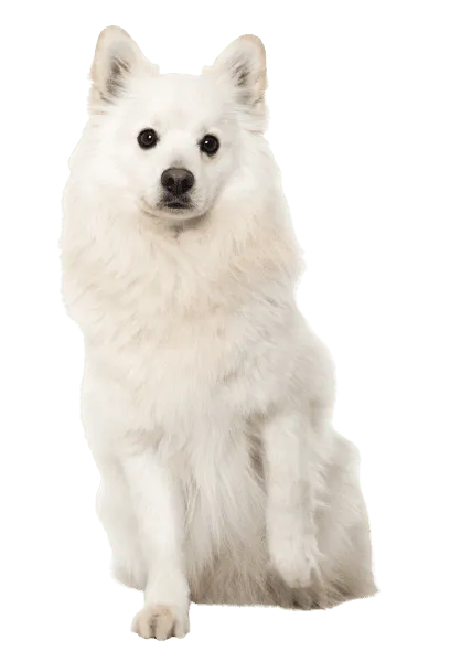 Japan-Spitz (5)