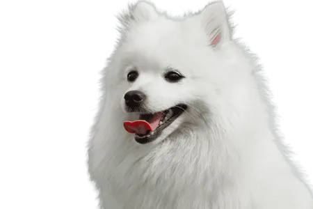 Japan-Spitz