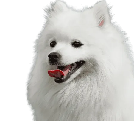Japan-Spitz