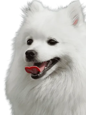Japan-Spitz