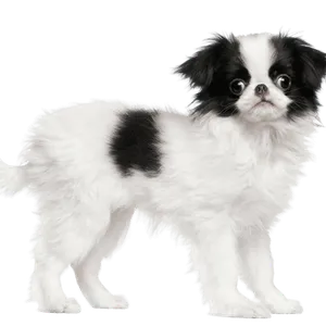 Japanese Chin (2)