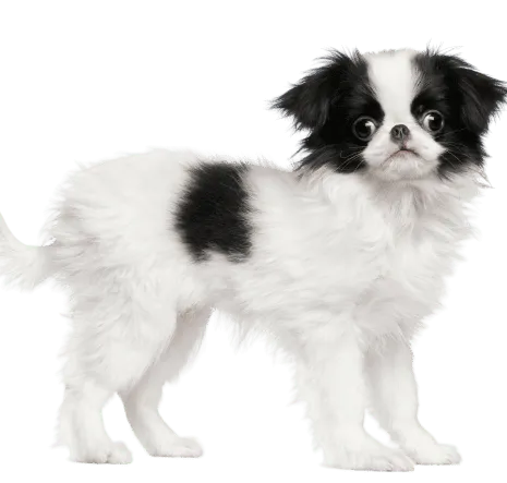 Japanese Chin (2)
