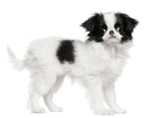 Japanese Chin (2)