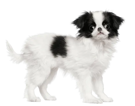 Japanese Chin (2)