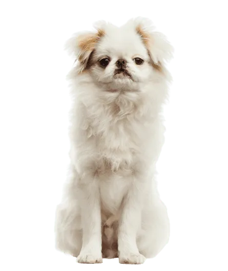 Japanese Chin (4)