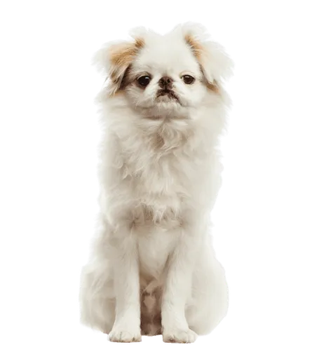 Japanese Chin (4)